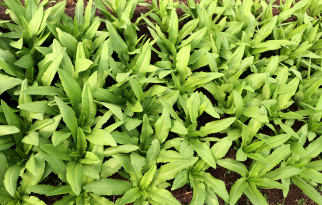 1681453746196046.png 土壤水勢測定儀的使用方法